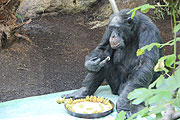 Tierpark Hellabrunn: Schimpanse Toni wird 50 - und erhält eine Torte (©Foto: Martin Schmitz)